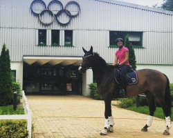 dressage horse Laureus 12 (Hanoverian, 2007, from Lauries Crusador xx)