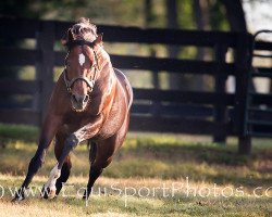 stallion Awesome Patriot xx (Thoroughbred, 2008, from Awesome Again xx)