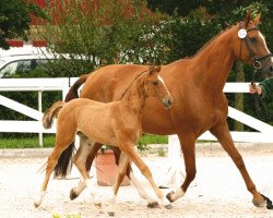 horse MA Jolie Fille (Zweibrücker, 2017, from Monte Bellino)