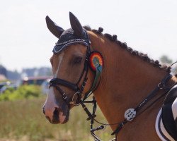 dressage horse Champus 110 (German Riding Pony, 2012, from Choco de Luxe)