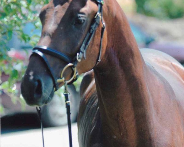 dressage horse Ibikon´s Solano (Oldenburg, 2007, from Serano Gold)