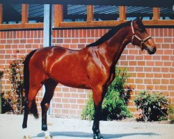 broodmare Donna Firenze (Oldenburg, 2003, from Fürstenreich)