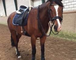 jumper Kladow's All In (German Sport Horse, 2010, from Acordelli)