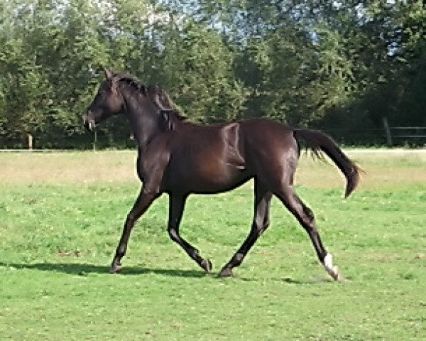 broodmare Adina (Westphalian, 2014, from All At Once)
