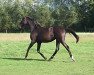 broodmare Adina (Westphalian, 2014, from All At Once)