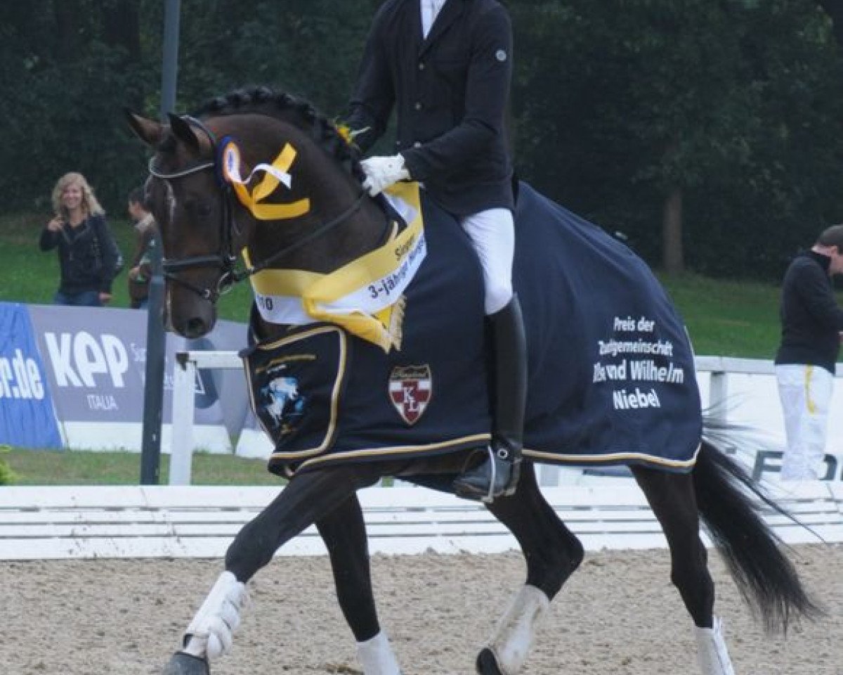 stallion Sean Connery (Hanoverian, 2007, from Sir Donnerhall I)