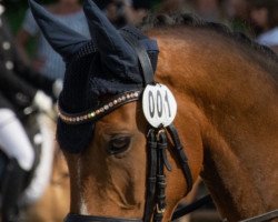 dressage horse Balou (German Riding Pony, 2012, from Top Berlin)