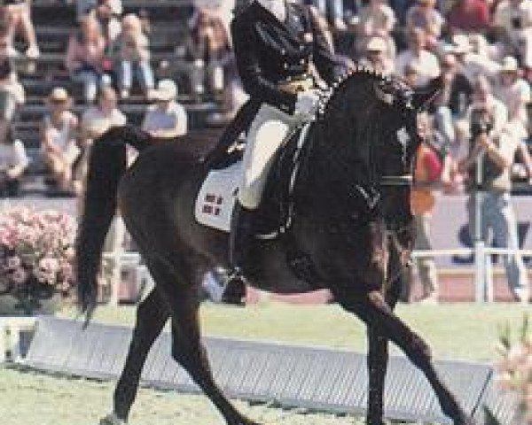 horse Supermax Ravel (Danish Warmblood, 1979, from Go on Then xx)