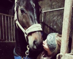 dressage horse Jackpot D (Westphalian, 2012, from Jazz Rubin)