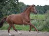 dressage horse Rohmann (Westphalian, 2008, from Rohjuwel OLD)