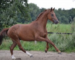 dressage horse Rohmann (Westphalian, 2008, from Rohjuwel OLD)