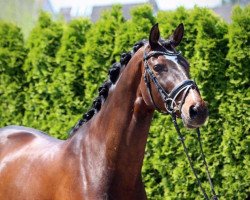 dressage horse Balko 26 (Württemberger, 2007, from Balloon)