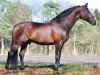 stallion Nourejev (KWPN (Royal Dutch Sporthorse), 1995, from Cocktail)