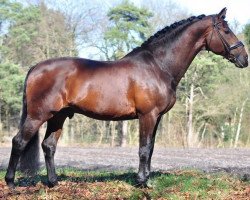 stallion Nourejev (KWPN (Royal Dutch Sporthorse), 1995, from Cocktail)