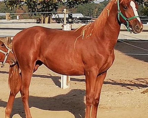 broodmare Hannaziera's Abendrina (Trakehner, 2017, from Allthegoldnftknox xx)