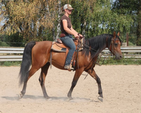 Pferd Alton (Vollblutaraber, 2014, von Kahil Al Shaqab ox)