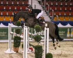 jumper Completely Nuts (Oldenburg show jumper, 2008, from Cormint)