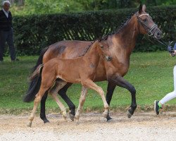 Pferd Zanzano von Nymphenburg (Deutsches Sportpferd, 2018, von Zackman M)