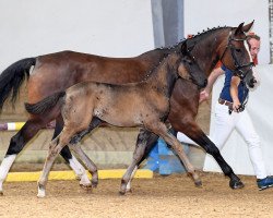 dressage horse Stute von Daybreak M (Bavarian, 2018, from Daybreak M)