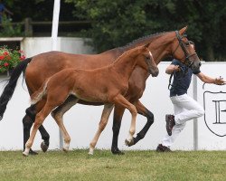 dressage horse Date me 5 (Bavarian, 2018, from DSP de Sandro)