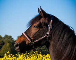 dressage horse Cupido (New Forest Pony, 2007, from Manfred)