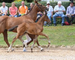 dressage horse Stute von Daybreak M (Bavarian, 2018, from Daybreak M)