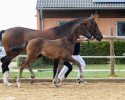 stallion Maradona (German Sport Horse, 2018, from E.H. Millennium)