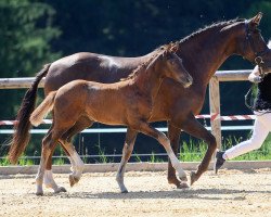 dressage horse Waahimas Golden Secret (German Sport Horse, 2018, from Secret)