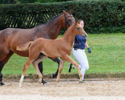 dressage horse Hengst von Zackman M (Bavarian, 2018, from Zackman M)