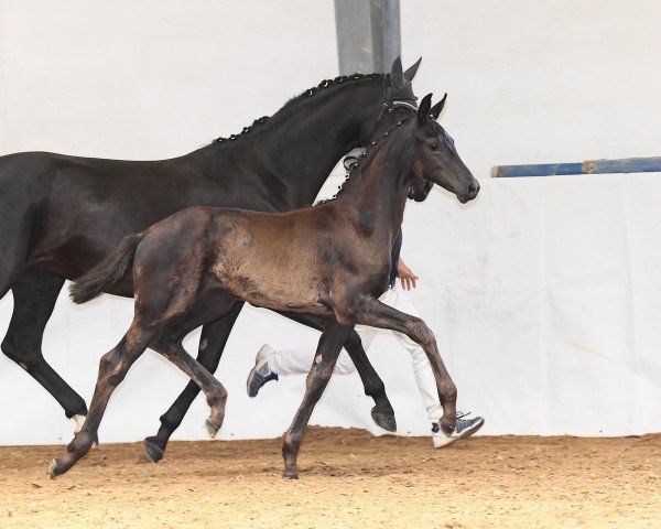 dressage horse Dark Chocolate 54 (German Sport Horse, 2018, from Don Index)