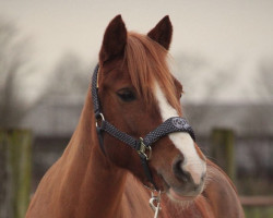 horse Cassandra von Paho (German Riding Pony, 2007, from Bayerns Chalid)