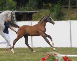 Springpferd Hengst von Colorit (Bayer, 2018, von Colorit)