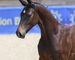 dressage horse Sandemann 8 (German Sport Horse, 2018, from Secret)