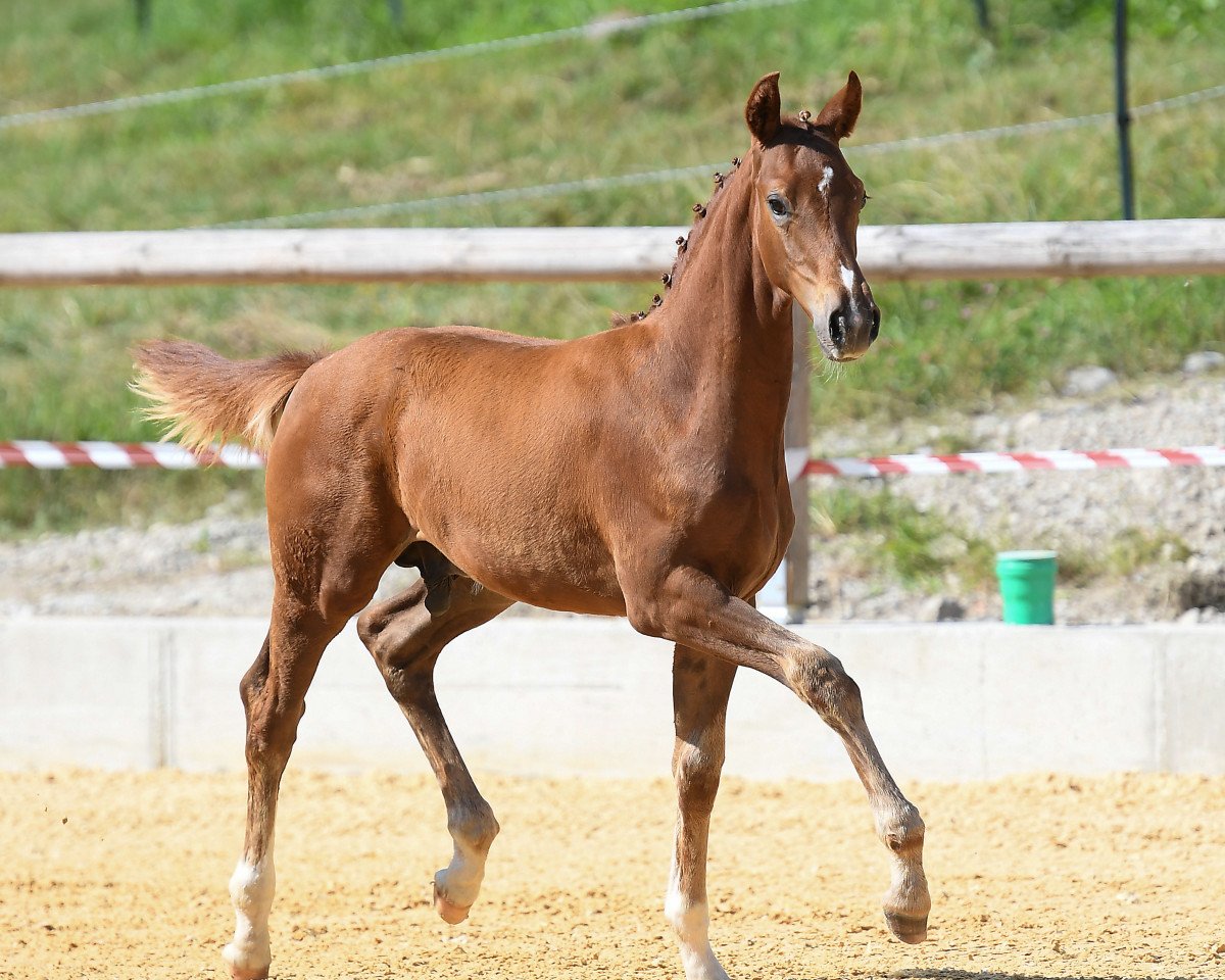dressage horse Brego Aragorn (Bavarian, 2018, from Blue Hors Baron)