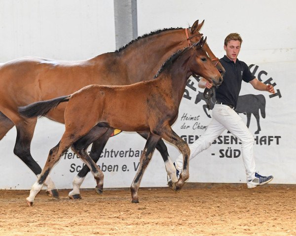 Dressurpferd Sir Sandero (Deutsches Sportpferd, 2018, von Sir Sandro)