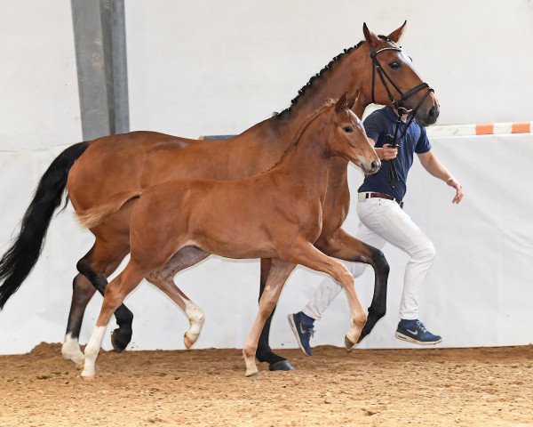 Dressurpferd Bella Royal 5 (Deutsches Sportpferd, 2018, von Royal Doruto OLD)
