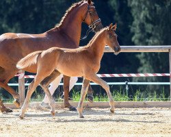 dressage horse Belou (German Sport Horse, 2018, from Bon Coeur)