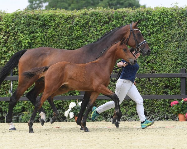 jumper Pearl Marron (German Sport Horse, 2018, from Diamantde)