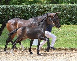 dressage horse Stute von Daybreak M (Bavarian, 2018, from Daybreak M)