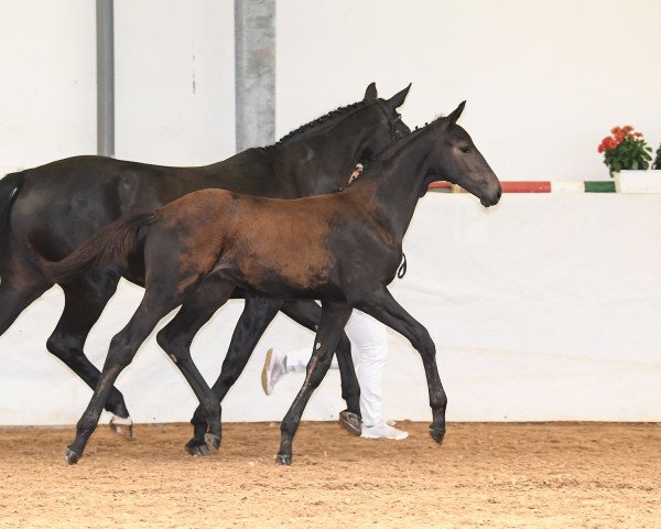 Pferd Big Balduin (Deutsches Sportpferd, 2018, von Bailando)