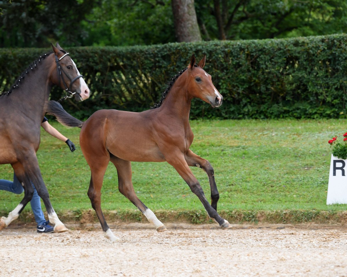 dressage horse Stute von Domani (Bavarian, 2018, from Domani 28)