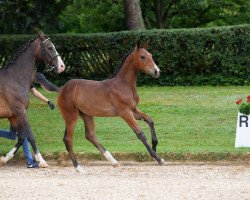 dressage horse Stute von Domani (Bavarian, 2018, from Domani 28)