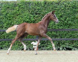 Dressurpferd Stute von Lord Loxley I (Bayer, 2018, von Lord Loxley I)