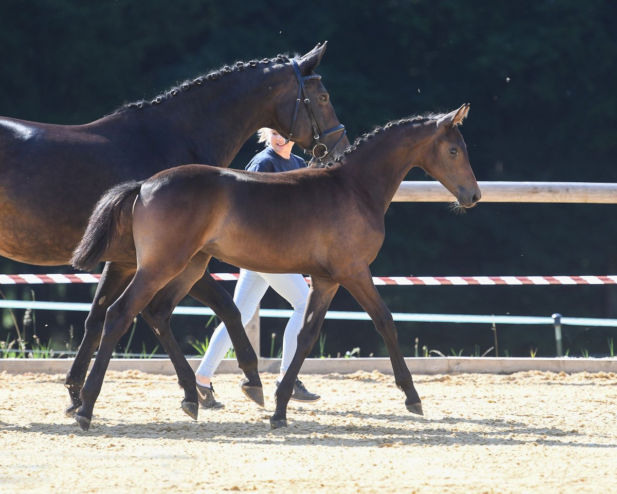 jumper L' etoile H (German Sport Horse, 2018, from Perigueux)