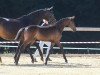 jumper L' etoile H (German Sport Horse, 2018, from Perigueux)