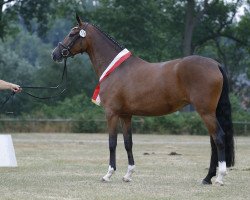 dressage horse FS New Love (German Riding Pony, 2015, from Fs Numero Uno)