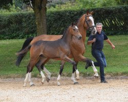 Dressurpferd Hengst von Topas (Bayer, 2018, von Birkhof's Topas FBW)