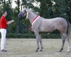 broodmare Anika (Westphalian, 2015, from Arezzo VDL)