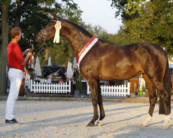 dressage horse Gloria (Westphalian, 2015, from Goldberg 15)