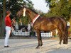 dressage horse Gloria (Westphalian, 2015, from Goldberg)